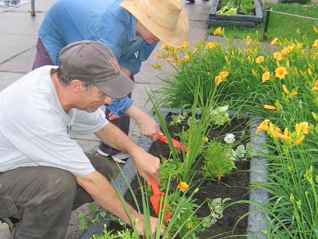 Neighbors planting seedlings