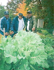 Community Gardens