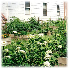 Community Gardens